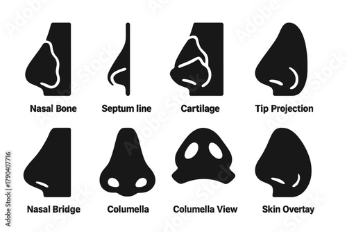 Rhinoplasty Anatomy Icons. Solid style icons of facial anatomy in rhinoplasty: Nasal Bone, Septum Line, Cartilage Layer, Tip