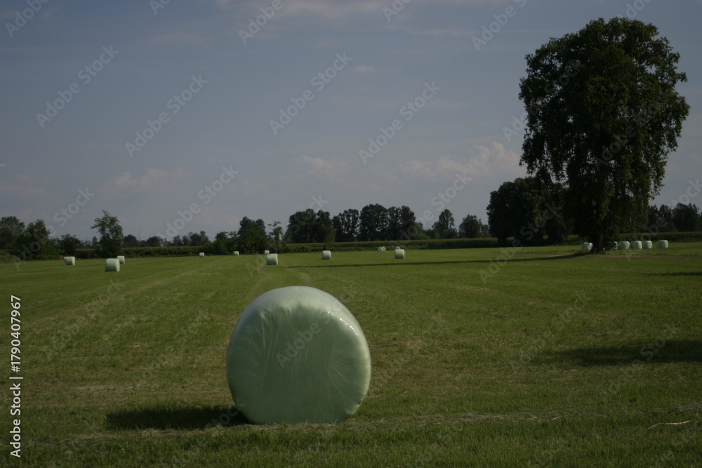Fototapeta premium Green plastic wrapped hay bales on a mowed field with a large tree and blue sky.