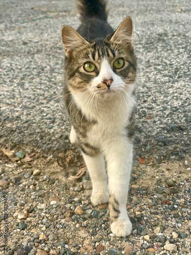 Fluffy beautiful street cat sitting outdoors, stray feline with soft fur and expressive eyes.