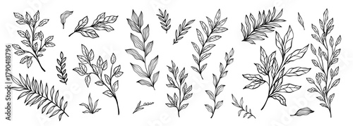 Set of branch and leaves collection. Floral hand drawn vintage set. Sketch line art illustration. Element design for greeting cards and invitations of the wedding, birthday