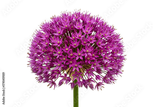 Isolated Allium Flower Head with Budding Petals and a Vibrant, Beautiful Magenta Color