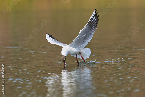 The seagull flying above the surface of water and catching small fish