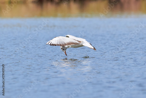 The seagull flying above the surface of water and catching small fish