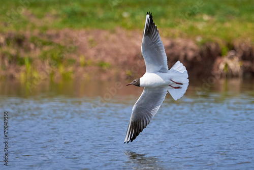 The seagull flying above the surface of water and catching small fish