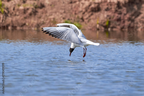 The seagull flying above the surface of water and catching small fish