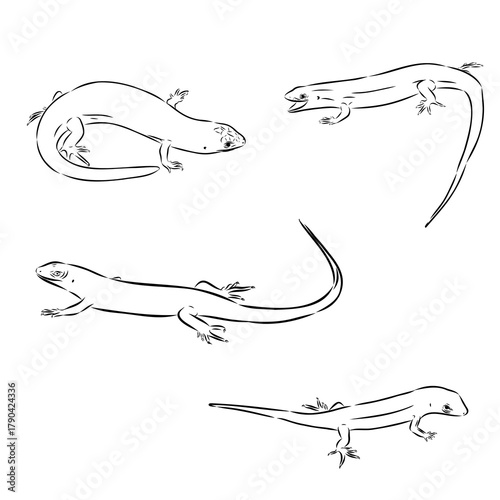 Tableau sur toile lizard, vector sketch