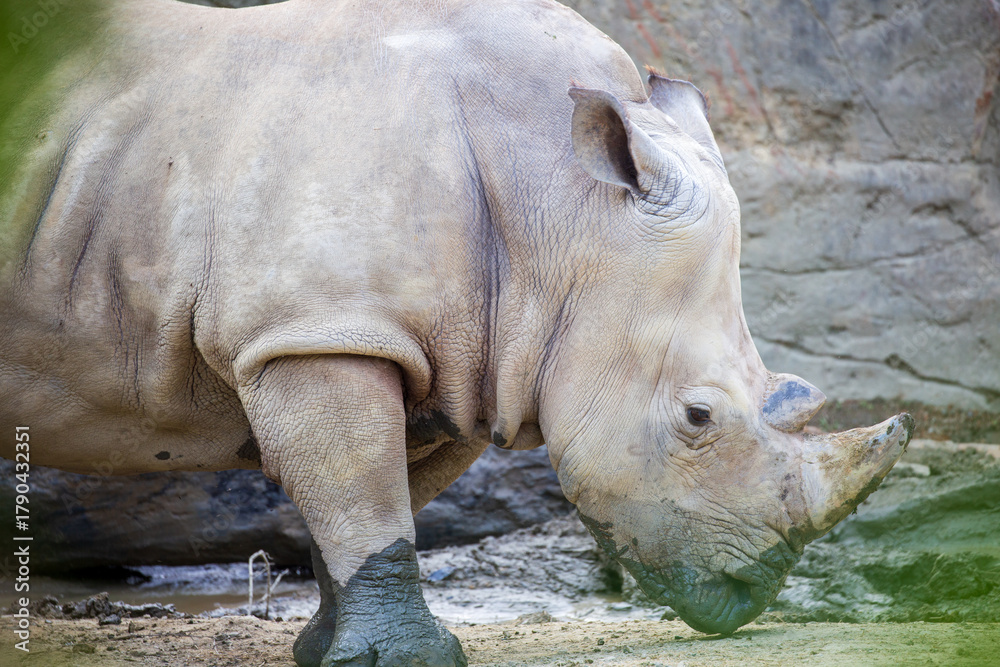 Naklejka premium Endangered species, white rhinoceros