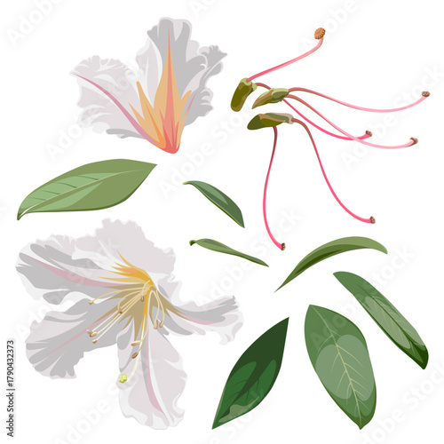 Set of beautiful blossoming Rhododendron flowers. White plant isolated on a white background. 