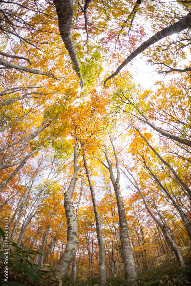 Fototapeta premium 紅葉したブナの森