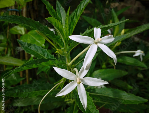 Hippobroma longifora (Ki Tolod) is a medicinal plant in the form of an upright terna that reaches a height of 60 cm. Although it has anti-inflammatory properties, unfortunately its sap is poisonous.