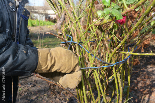 Preparing a Climbing Rose for Winter Protection