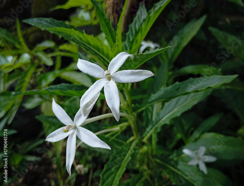 Hippobroma longifora (Ki Tolod) is a medicinal plant in the form of an upright terna that reaches a height of 60 cm. Although it has anti-inflammatory properties, unfortunately its sap is poisonous.