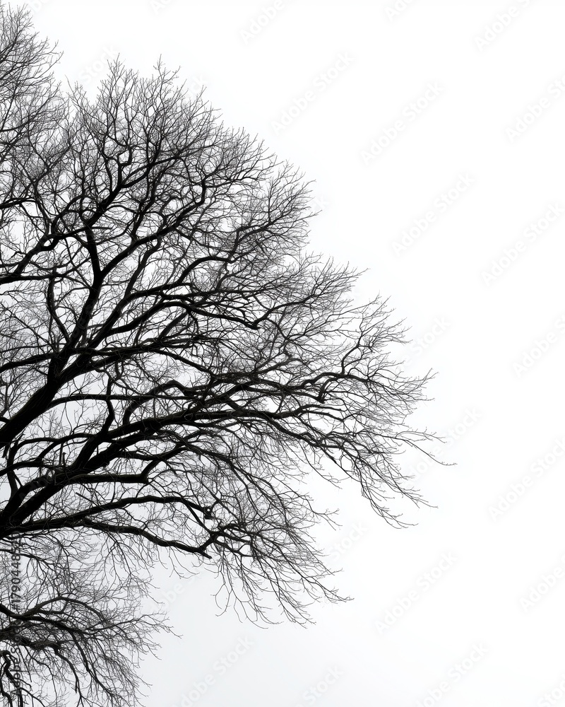 custom made wallpaper toronto digitalMinimal Monochrome Photograph of Bare Tree Branches on White Background