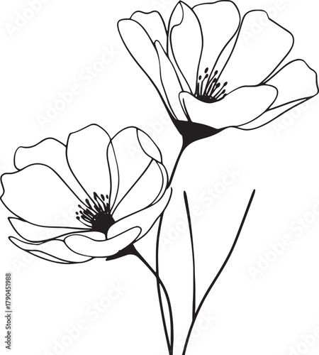 Two delicate cosmos flowers, showcasing their intricate details and graceful form in a minimalist style