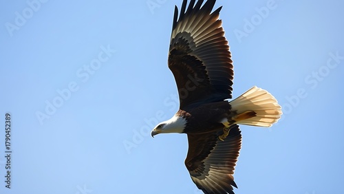 subjugating. Eagle soaring high in clear sky with sharp gaze focused on ground movement. wildlife magazines, conservation campaigns, designed for wildlife conservation campaigns.