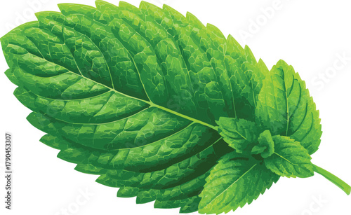 Fresh green mint leaf, a fragrant herb used in cooking and beverages