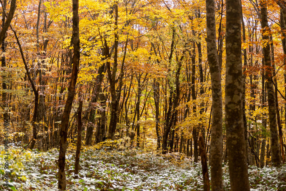 Fototapeta premium 紅葉したブナの森