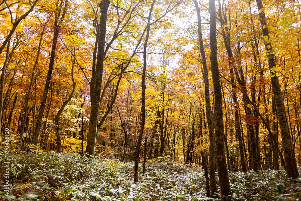 Fototapeta premium 紅葉したブナの森