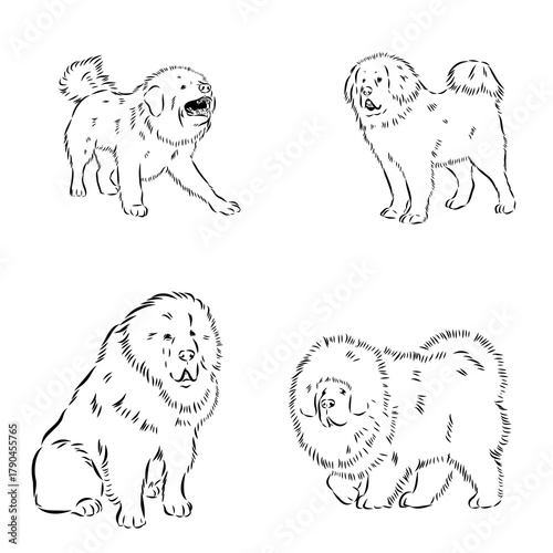 Tibetan Mastiff dog hand drawn sketch