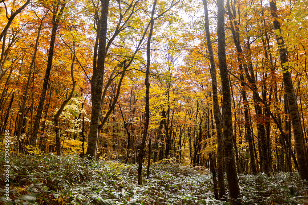 Obraz premium 紅葉したブナの森
