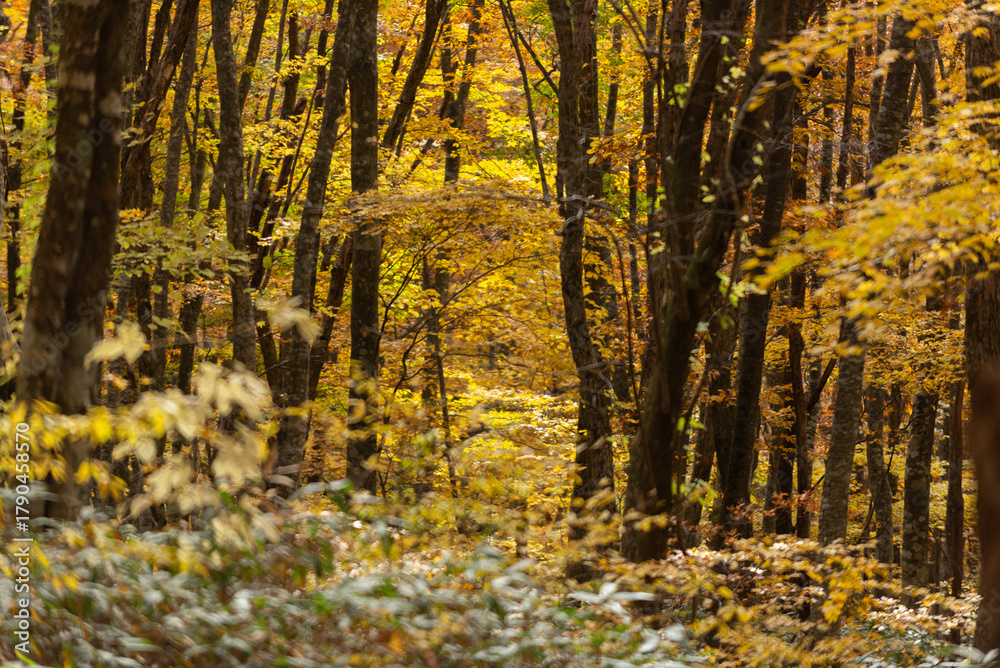 Fototapeta premium 紅葉したブナの森