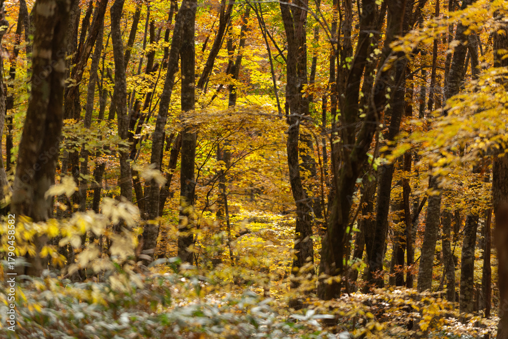 Obraz premium 紅葉したブナの森