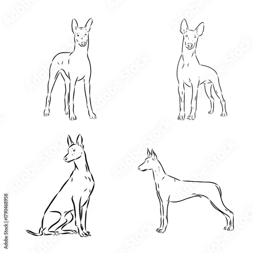 Pharaoh Hound vector sketch