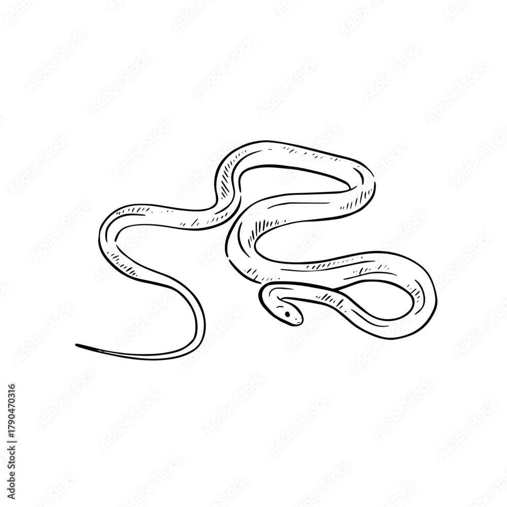 Naklejka premium Snake hand drawn in black line. Taipan illustration.