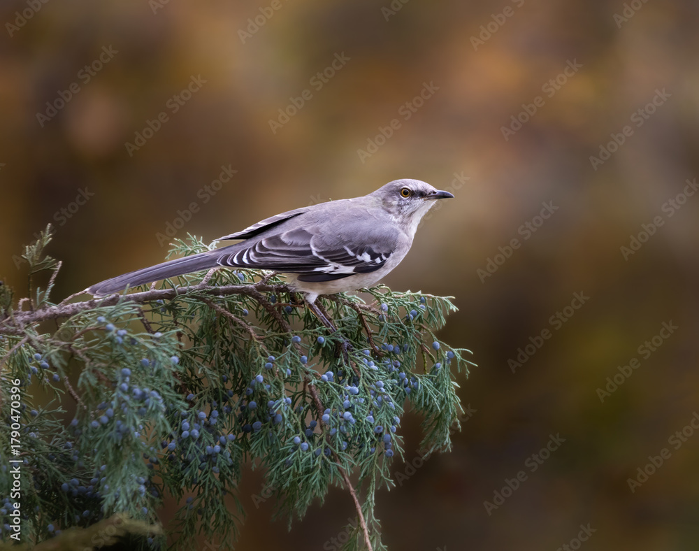Fototapeta premium mockingbird on cedar branch