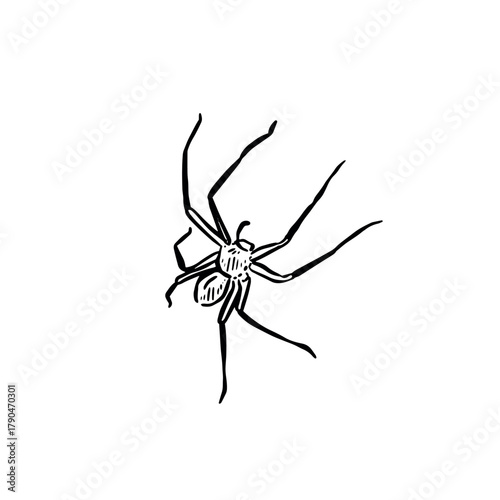 A huntsman spider, hand drawn in black. Australian spider.