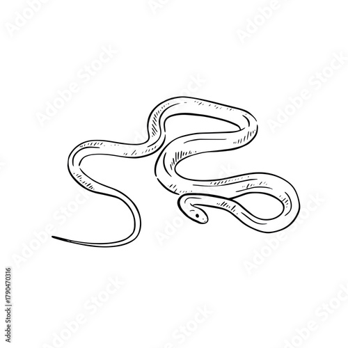 Snake hand drawn in black line. Taipan illustration.