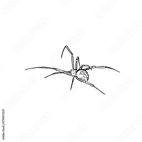 Redback spider hand drawn in black line. 