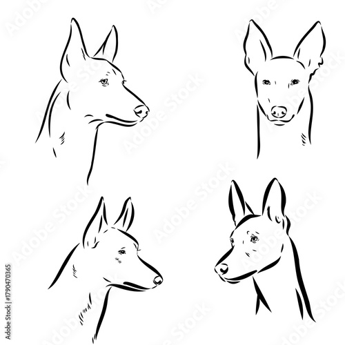 Pharaoh Hound vector sketch