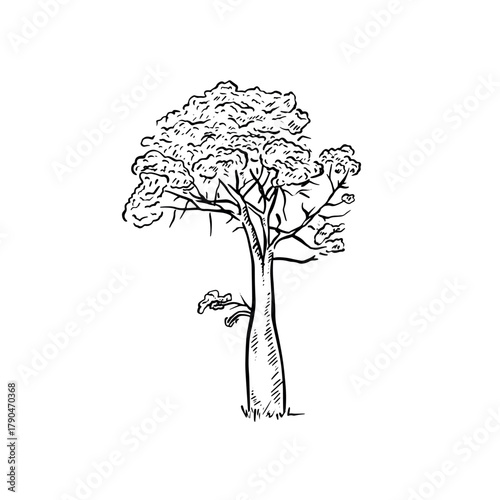 Boab tree, Australian tree hand drawn in black.
