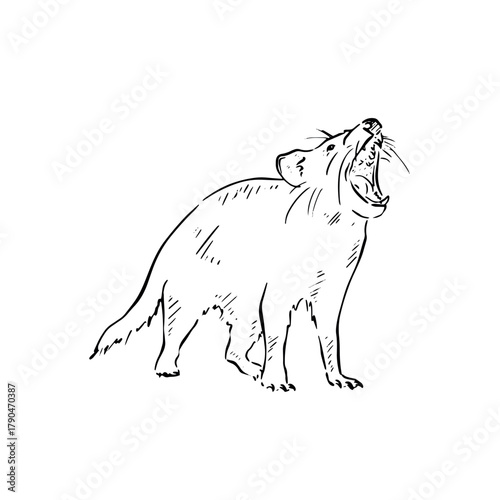 Tasmanian devil illustration with mouth open in black line. 