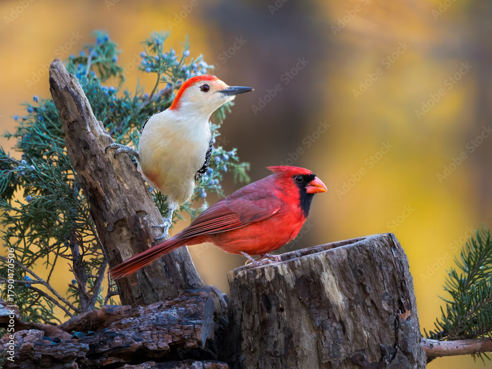 Fototapeta premium Red cardinal and woodpecker on cedar branch