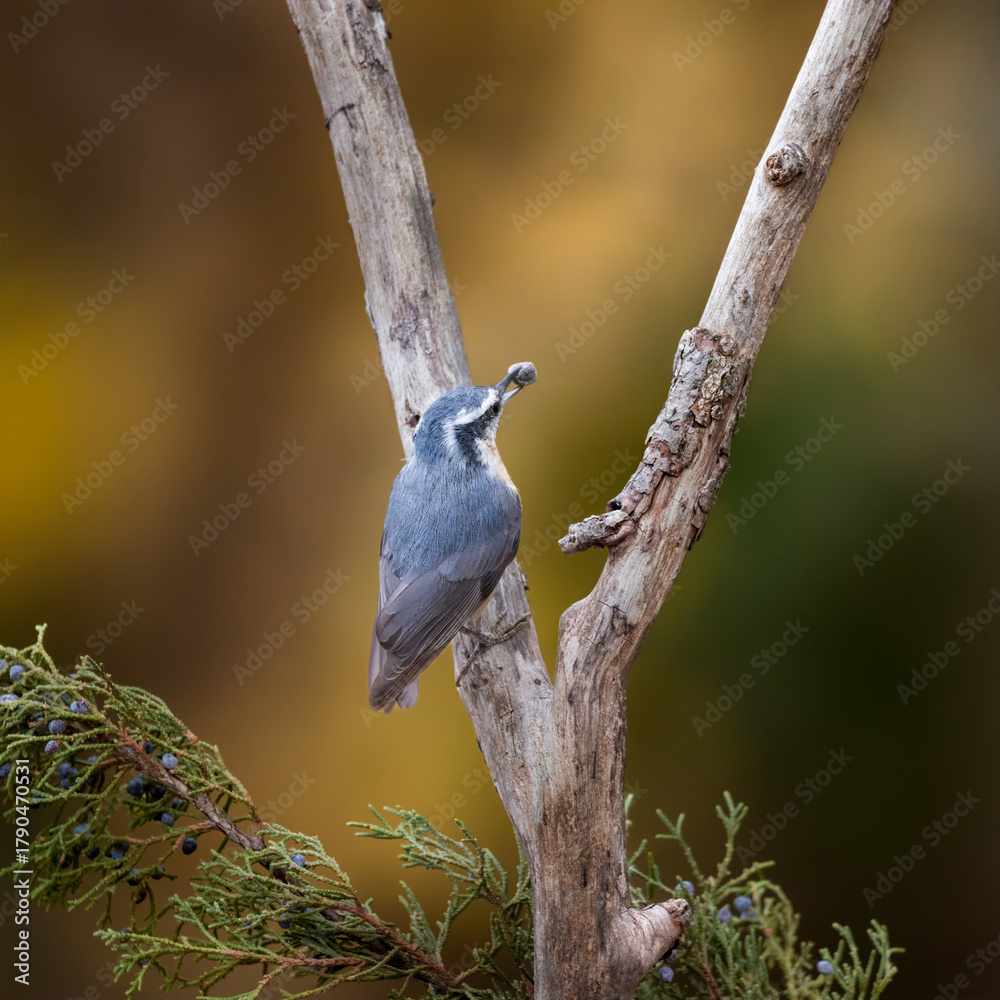Fototapeta premium nuthatch with sunflower seed in beak