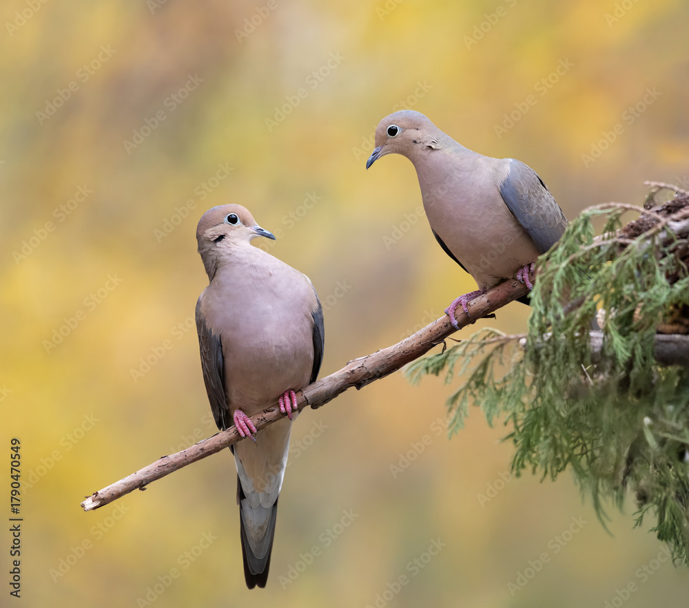 Fototapeta premium two doves on cedar branch