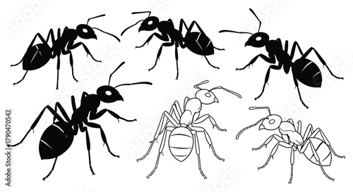 Illustration of six ants in black and white on a white background
