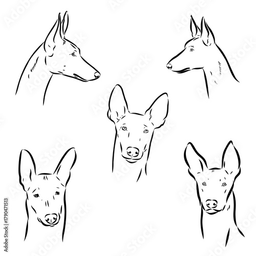 Pharaoh Hound vector sketch