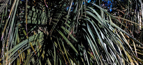 Close up of a green palm leaf in the garden. Selective focus.