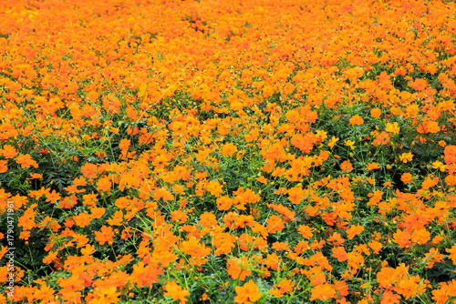 満開のキバナコスモス