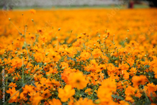 満開のキバナコスモス