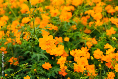 満開のキバナコスモス