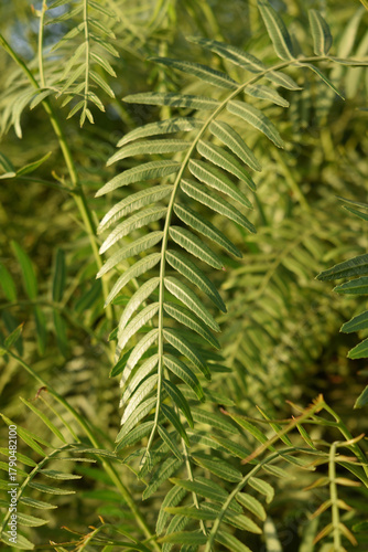 Close-up of bright green fern-like leaves overlapping in dense natural foliage. Outdoor plant scene with sunlight and vibrant greenery