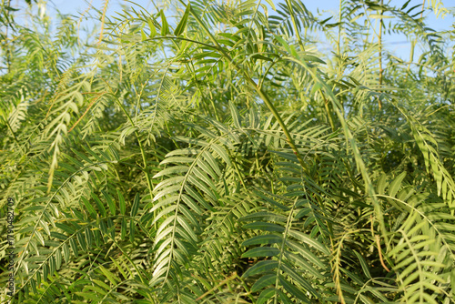 displays a dense thicket of compound, feathery green leaves characteristic of the false pepper tree (Schinus molle). The foliage forms a lush, almost fern-like canopy