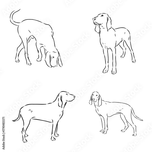 Porcelaine dog isolated on white background