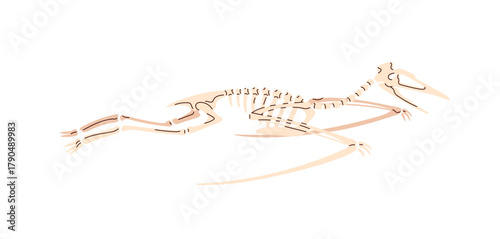 Skeleton of pterodactyl for exposition. Bones and skull of pterosaur, flying dinosaur. Exhibit of paleontology museum. Ancient fossil, old remains of dino. Flat isolated vector illustration on white.