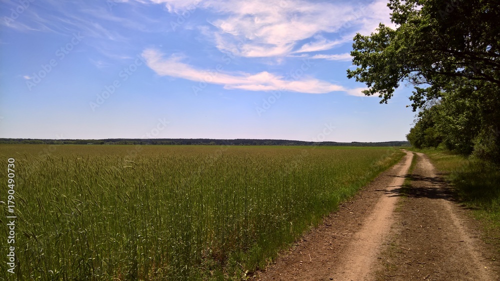 Obraz premium Feld mit Weg