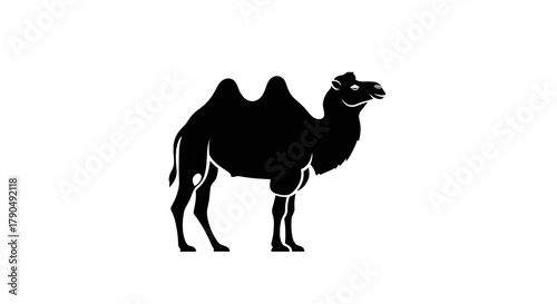 Silhouette of a TwoHumped Camel Standing on White Background.